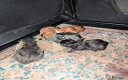 Maine Coon cats for sale: Maine Coon cuties - Advert 5