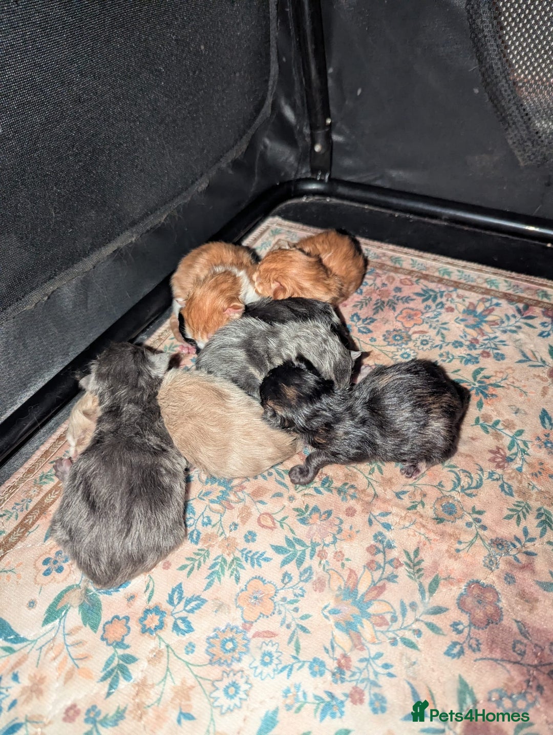 Maine Coon cats for sale: Maine Coon cuties - Advert 5
