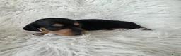 Miniature Dachshund dogs for sale: KC reg, solid Black puppies  - Advert 5