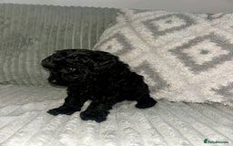 Maltipoo dogs for sale: ✨ Adorable Tiny Maltipoo Puppies For Sale! ✨  - Image 8