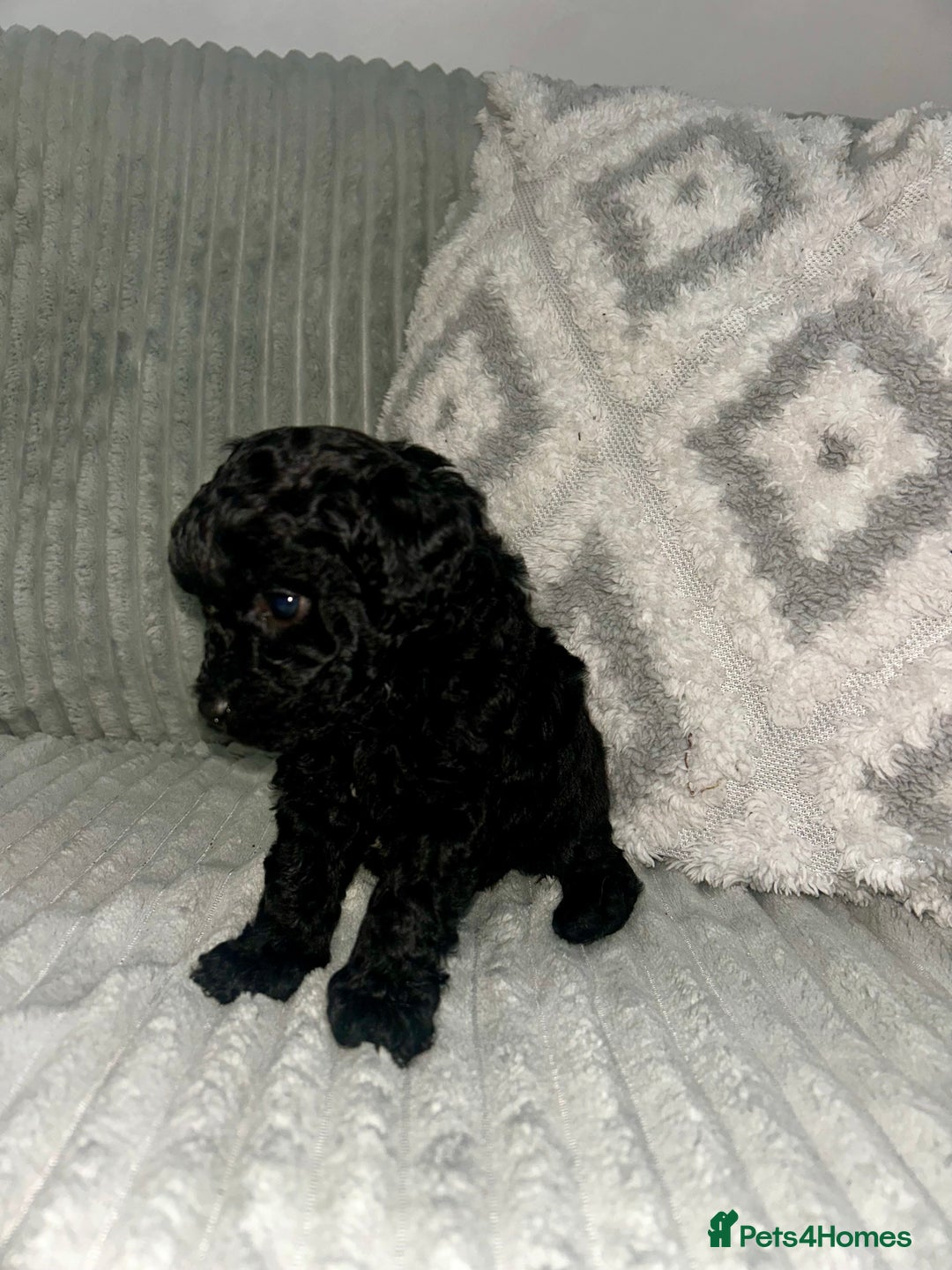 Maltipoo dogs for sale: ✨ Adorable Tiny Maltipoo Puppies For Sale! ✨  - Image 8