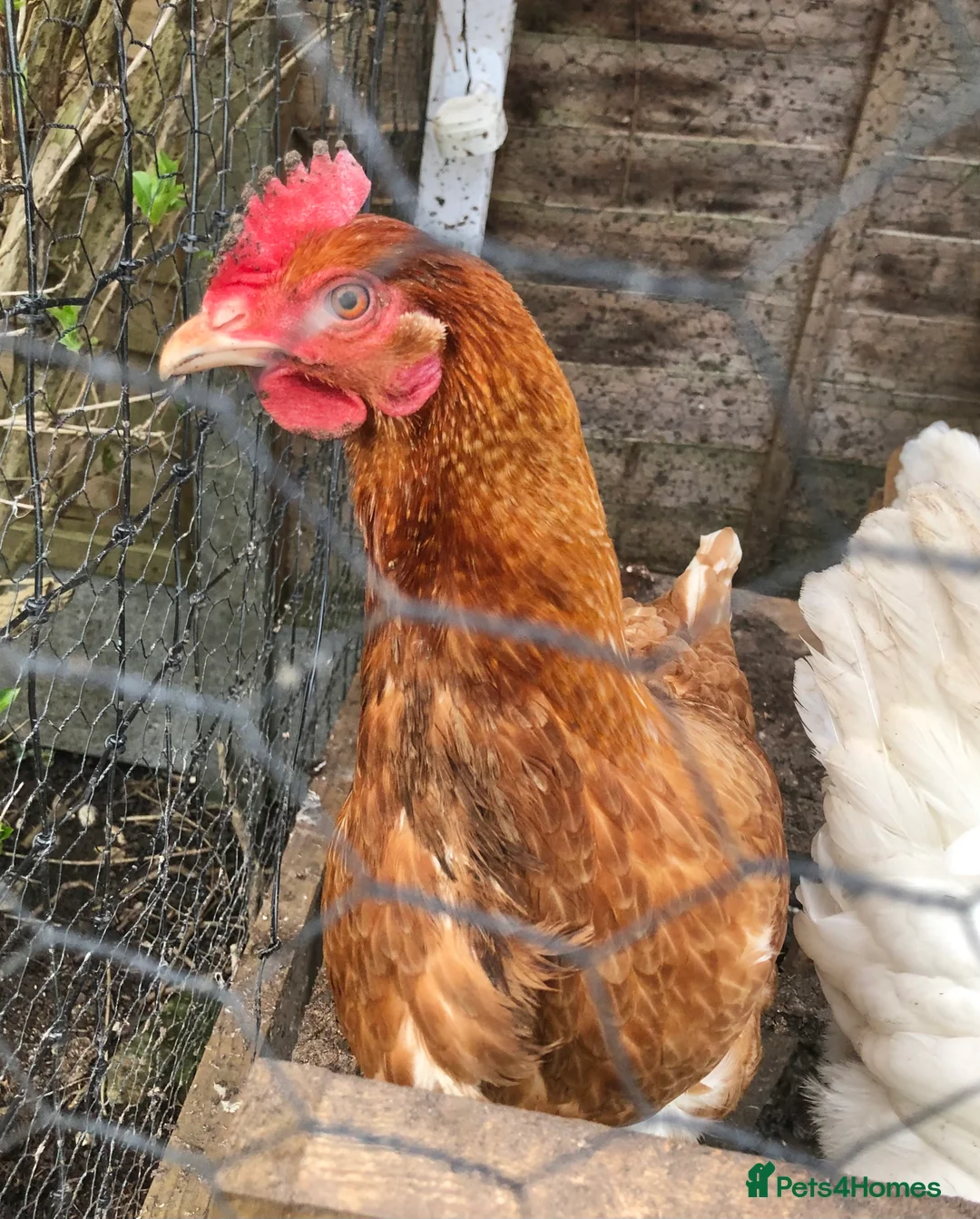 Chickens poultry for sale: 2 hens for looking for a new home  in Godstone - Advert 2