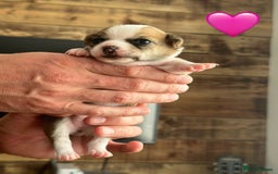 Chihuahua dogs for sale: 6 Gorgeous Chihuahua Puppies 🐶💙🩷🩷🩷🩷💙  - Image 20