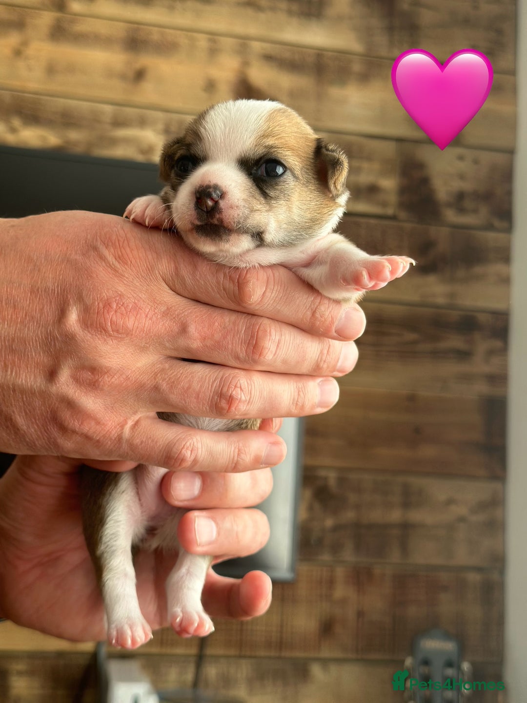 Chihuahua dogs for sale: 6 Gorgeous Chihuahua Puppies 🐶💙🩷🩷🩷🩷💙  - Image 20