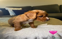 Cocker Spaniel dogs for sale: Cocker Spaniel Puppies  - Advert 16