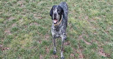 Mixed Breed dogs 💙KOBE-A LOVING GERMAN POINTER LOOKING FOR HOME💙 - Advert 1