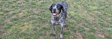 Mixed Breed dogs 💙KOBE-A LOVING GERMAN POINTER LOOKING FOR HOME💙 - Advert 1