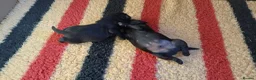 Labrador Retriever dogs for sale: RKC REGISTERED BLACK LABRADOR PUPPIES FOR SALE - Advert 8