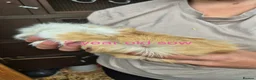 Guinea Pig rodents for sale: Guinea pigs  - Advert 4