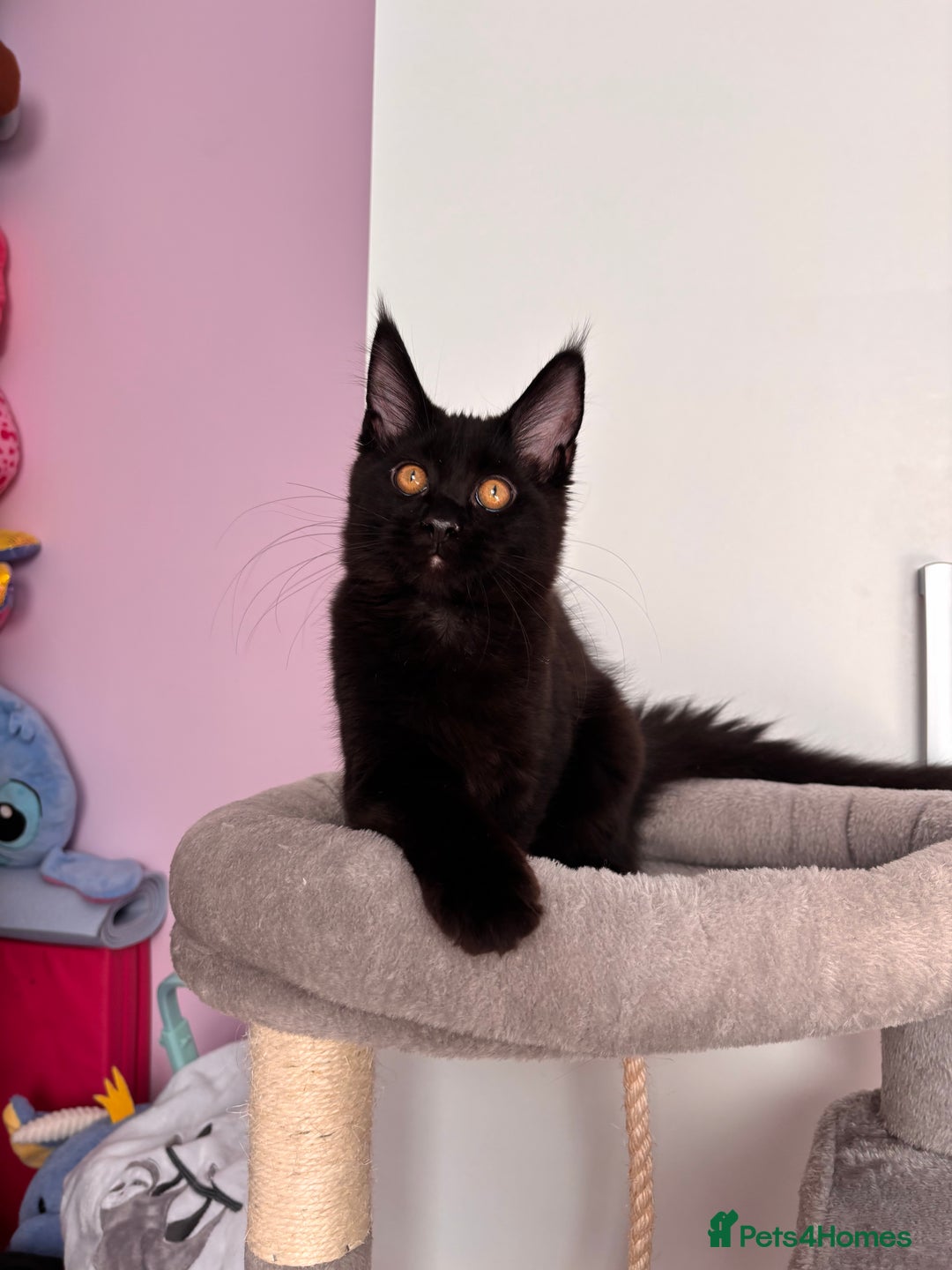 Maine Coon cats for sale: ✨7 Pure Bred Maine Coon Kittens✨ - Advert 15