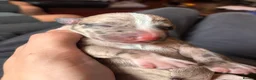 Lurcher dogs for sale: Indie & Murphy’s Love Story – The Next Chapter 🐾 - Advert 35