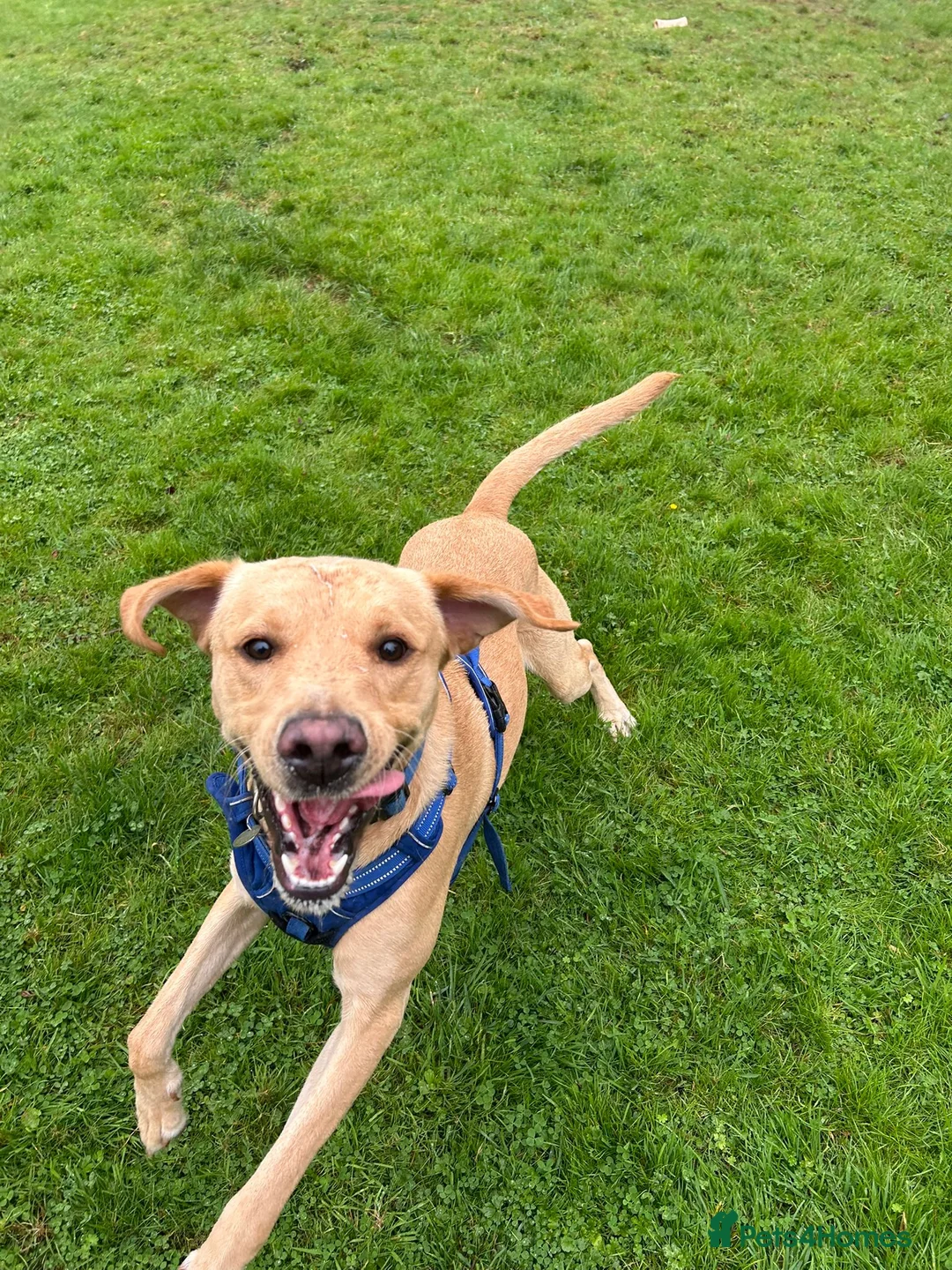 Labrador Retriever dogs for stud: Gorgeous KC Purebred Yellow Labrador For Stud - Advert 8