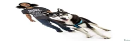 Siberian Husky dogs for stud: Husky Stud  - Advert 4