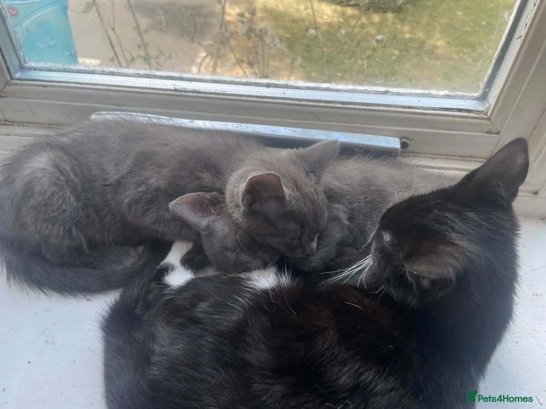 Mixed Breed cats for sale: Kittens ready now - Advert 2