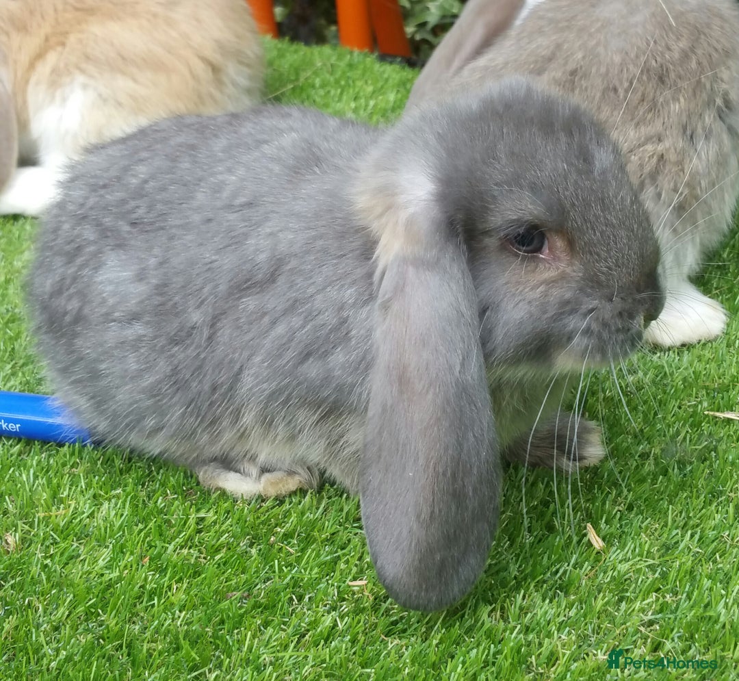 French Lop rabbits for sale: Giant French Lop Planned Litters - Vaccinated   - Image 3