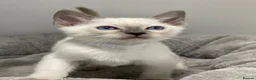 Siamese cats for sale: GCCF Registered Siamese Kittens  - Advert 2