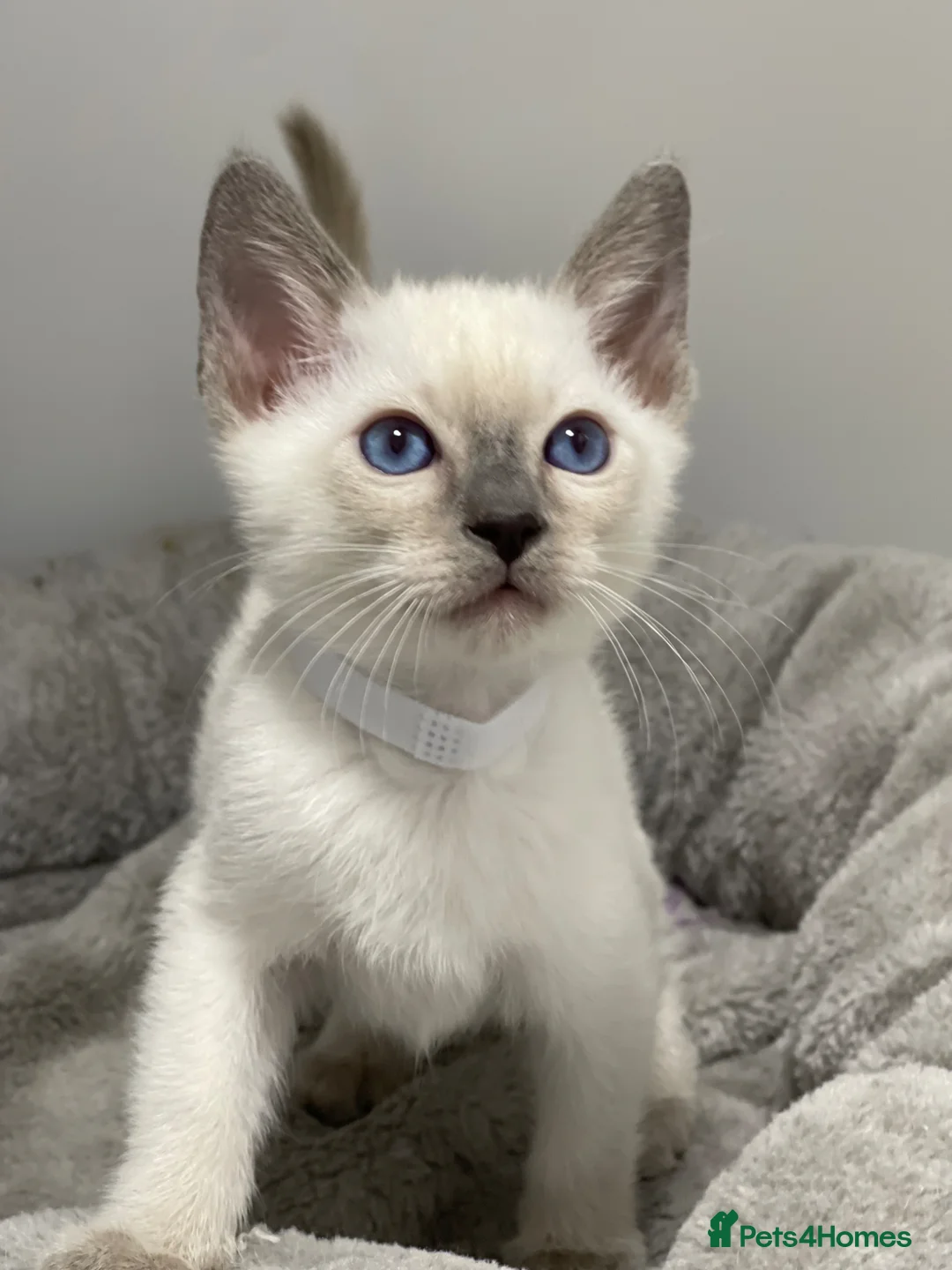 Siamese cats for sale: GCCF Registered Siamese Kittens  - Advert 2