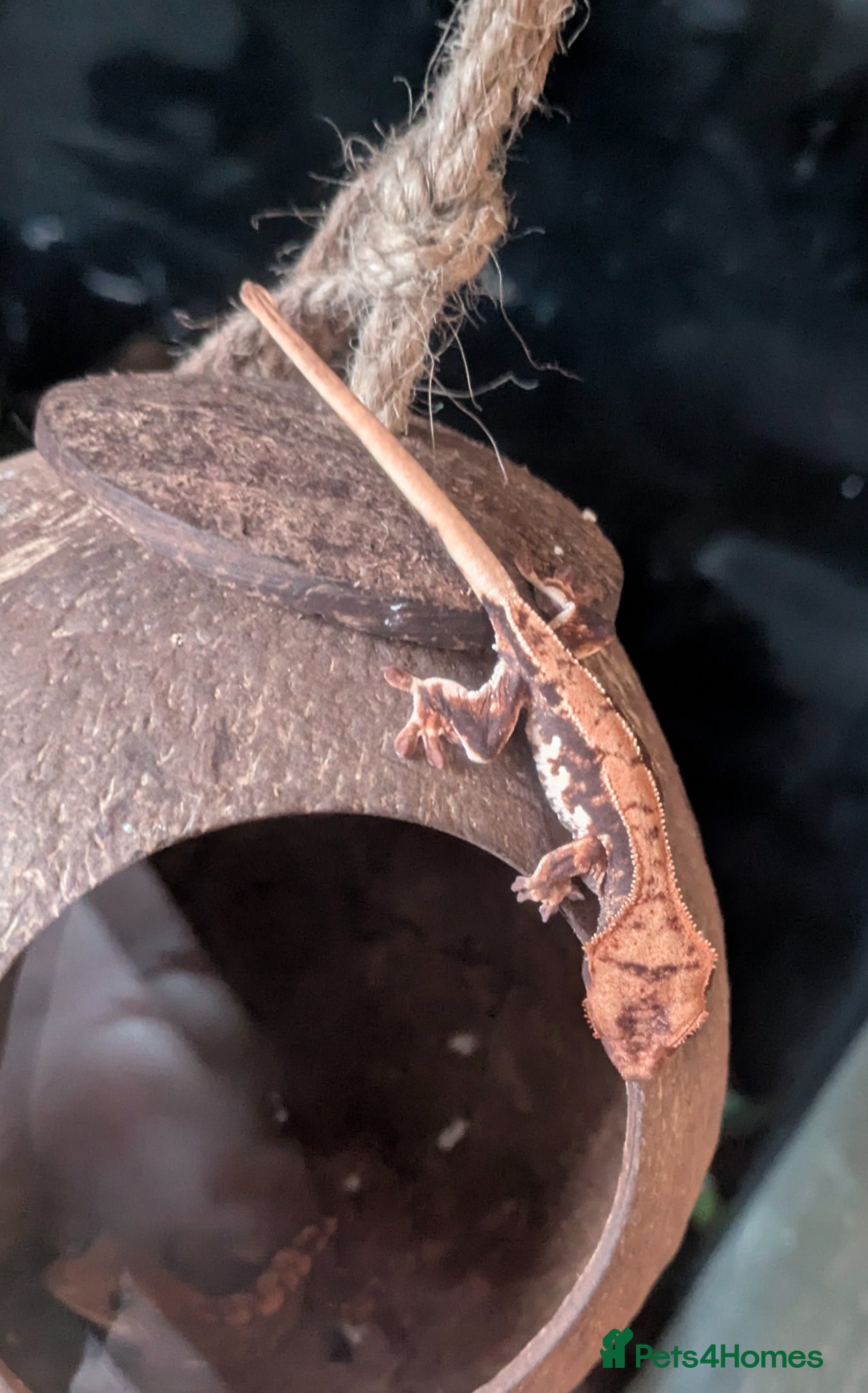 Gecko reptiles Crested Gecko - Advert 19