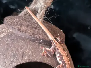 Gecko reptiles Crested Gecko - Advert 19