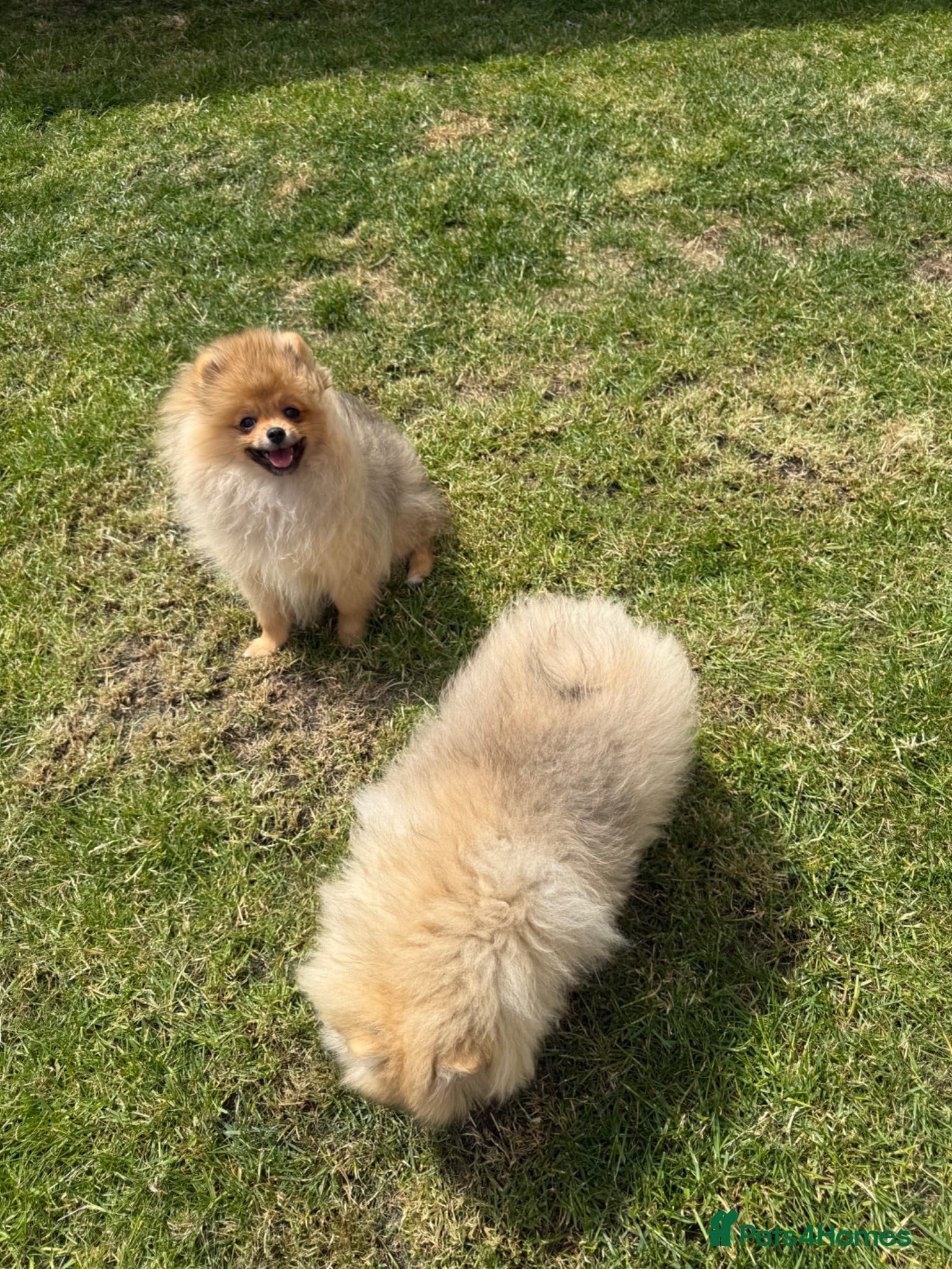 Pomeranian dogs Teddy face Pomeranians  - Advert 2
