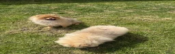 Pomeranian dogs for sale: Teddy face Pomeranians  - Advert 2