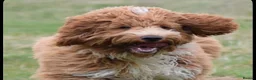 Australian Labradoodle dogs for stud: Australian labradoodle x Goldendoodle STUD proven - Advert 8