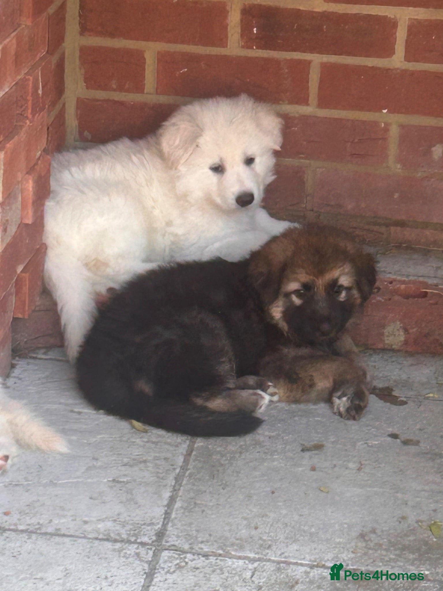 German Shepherd dogs RKC GSD girl- last one left, long coat & chunky  - Advert 2