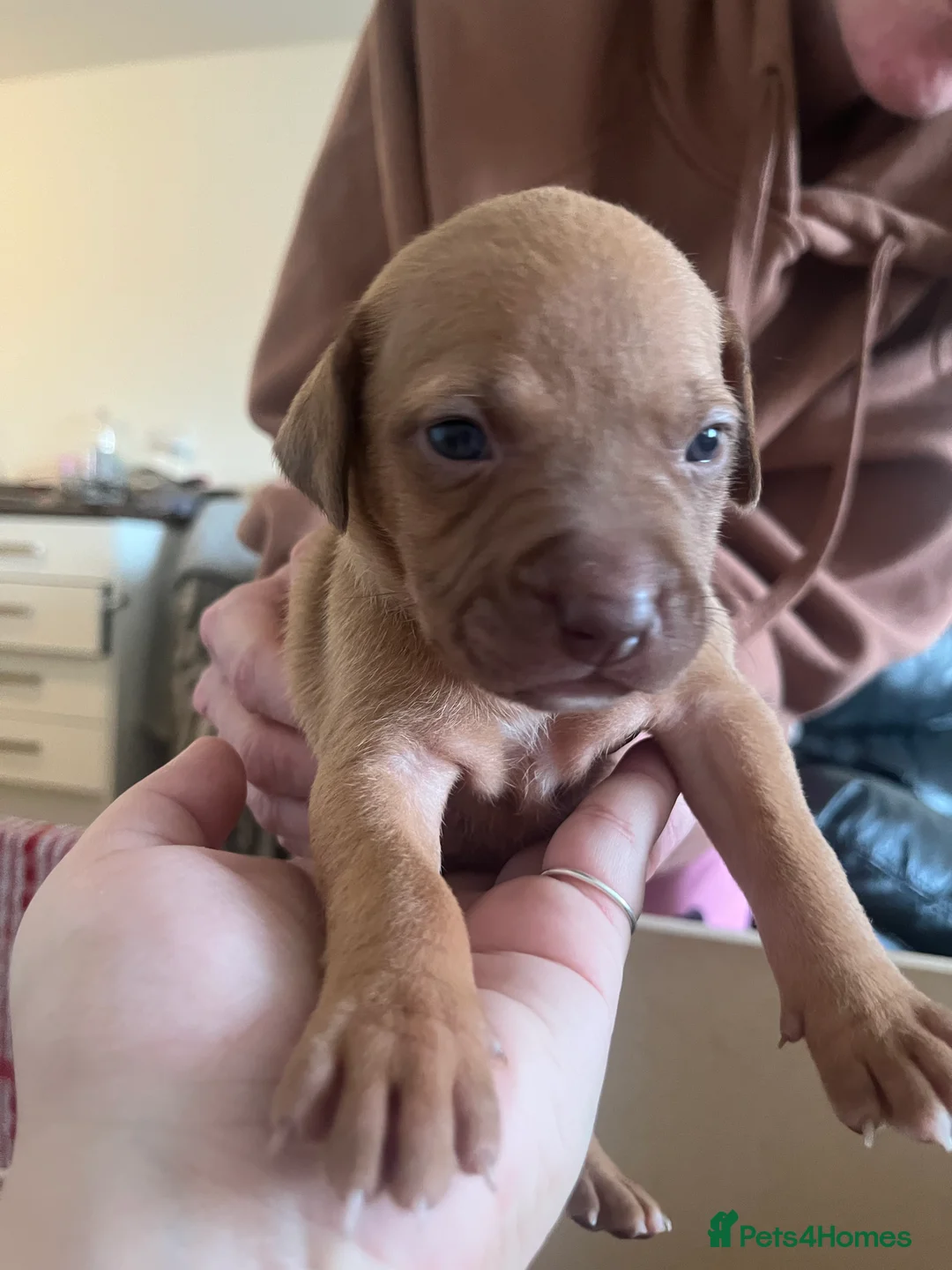 Mixed Breed dogs for sale: blue staff cross american bulldog  - Advert 2