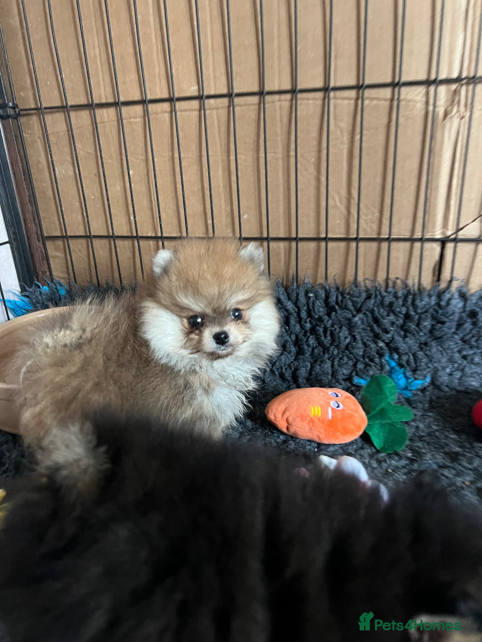 Pomeranian dogs for sale: Pomeranian Puppies Black & Tan Chocolate Sable - Advert 13