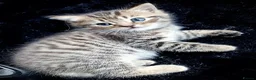Mixed Breed cats for sale: Mum is Persian Cincilla  in Thornton Heath - Advert 2