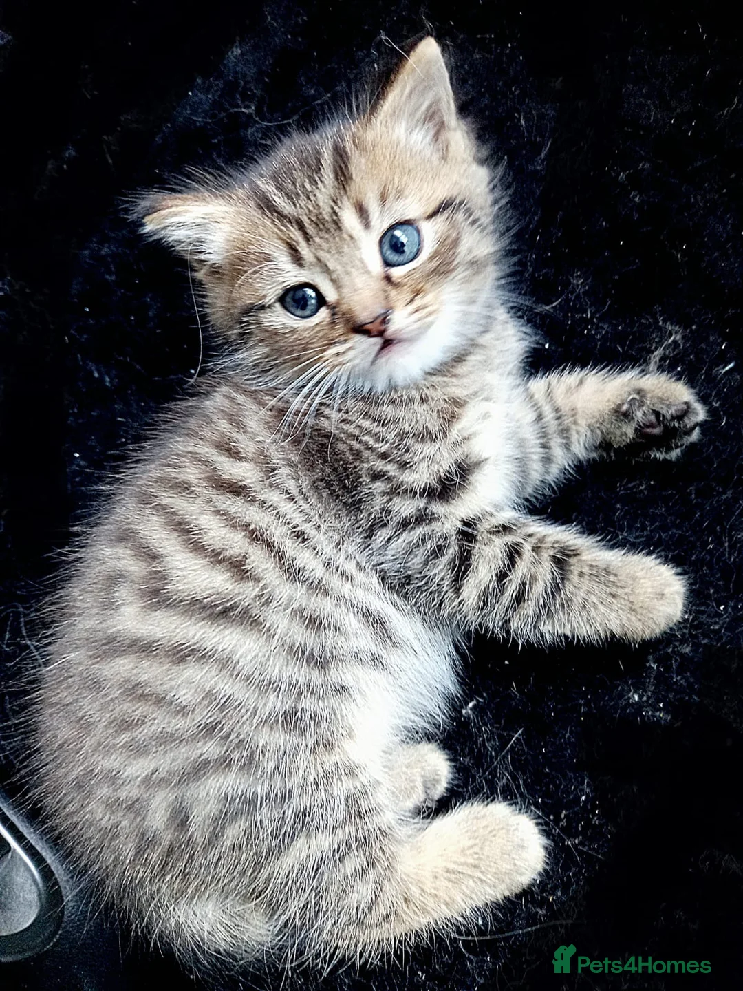 Mixed Breed cats for sale: Mum is Persian Cincilla  in Thornton Heath - Advert 2