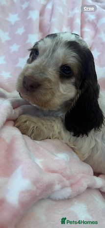 Cocker Spaniel dogs - Advert 3