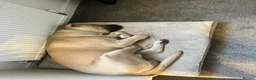 Mixed Breed dogs for sale: 🐾 Loving Home Needed for Cash 🐾 - Advert 4