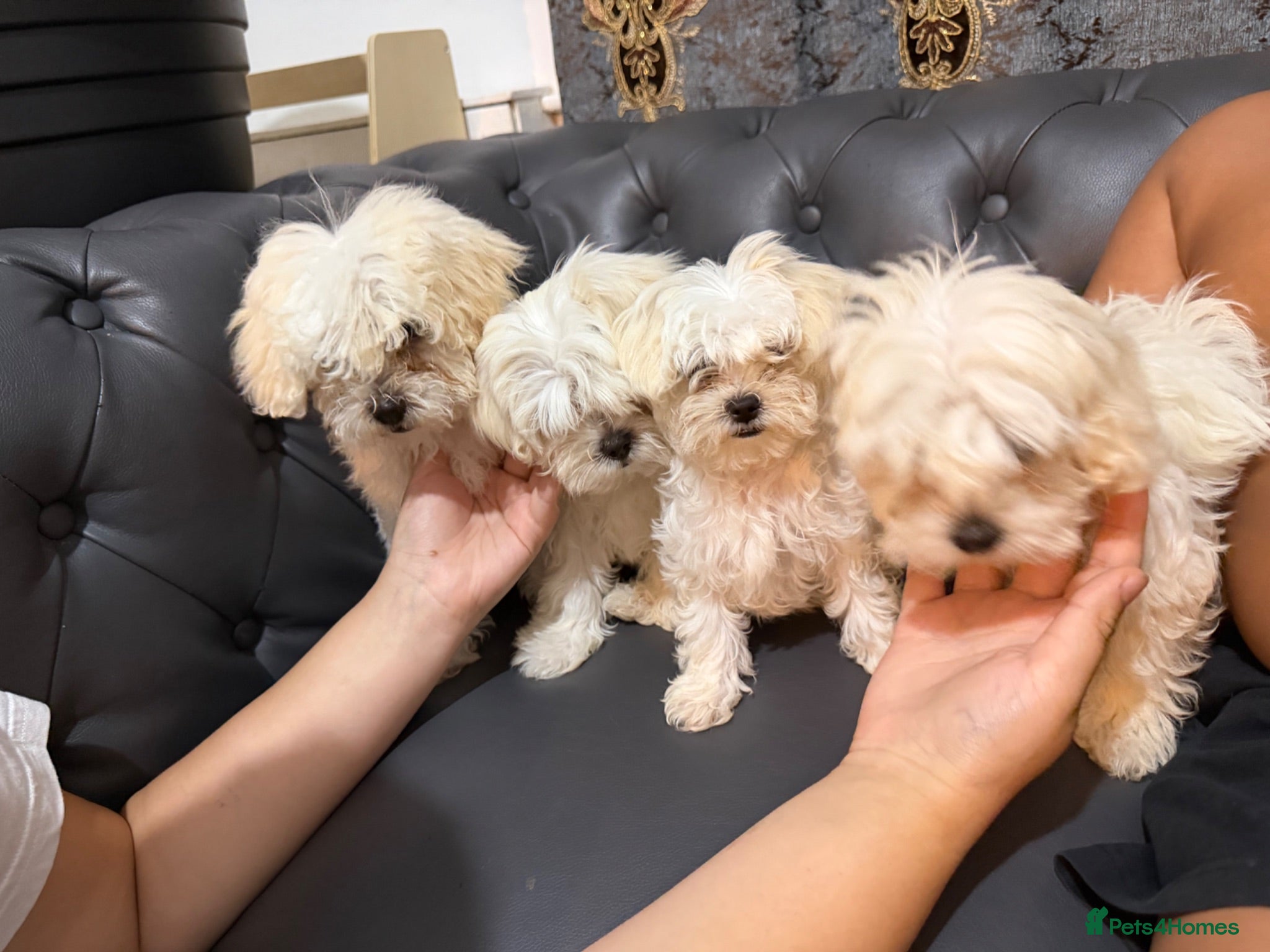 Bichon Frise dogs Bichon - Advert 7