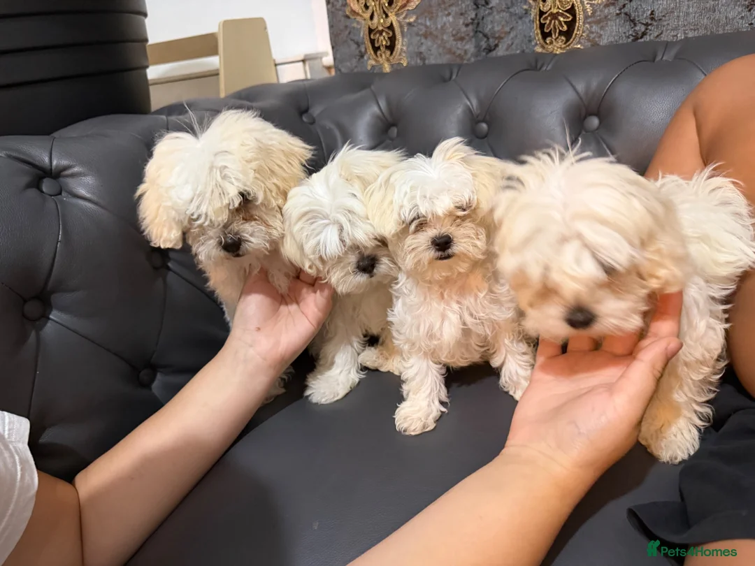 Bichon Frise dogs for sale: Bichon in Warrington - Advert 1