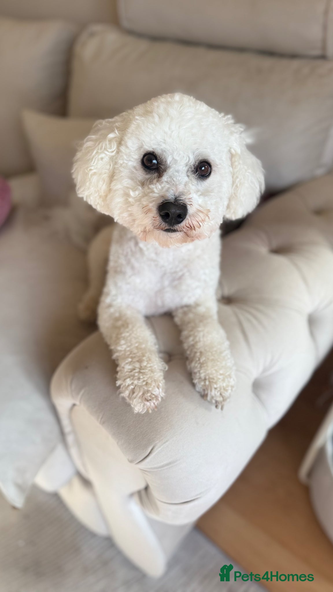Bichon Frise dogs Bichon Frise for stud - Advert 5