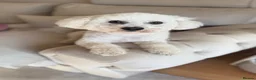 Bichon Frise dogs for stud: Bichon Frise for stud - Advert 1