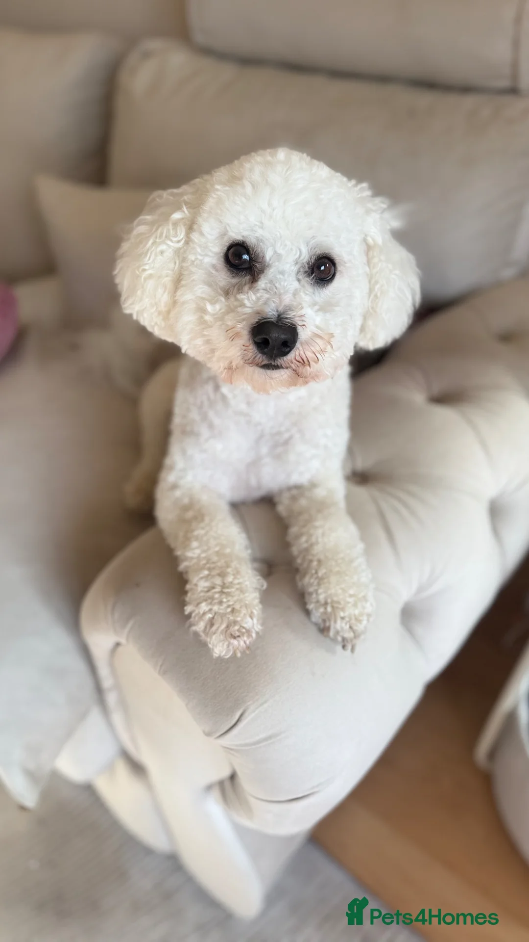 Bichon Frise dogs for stud: Bichon Frise for stud - Advert 1