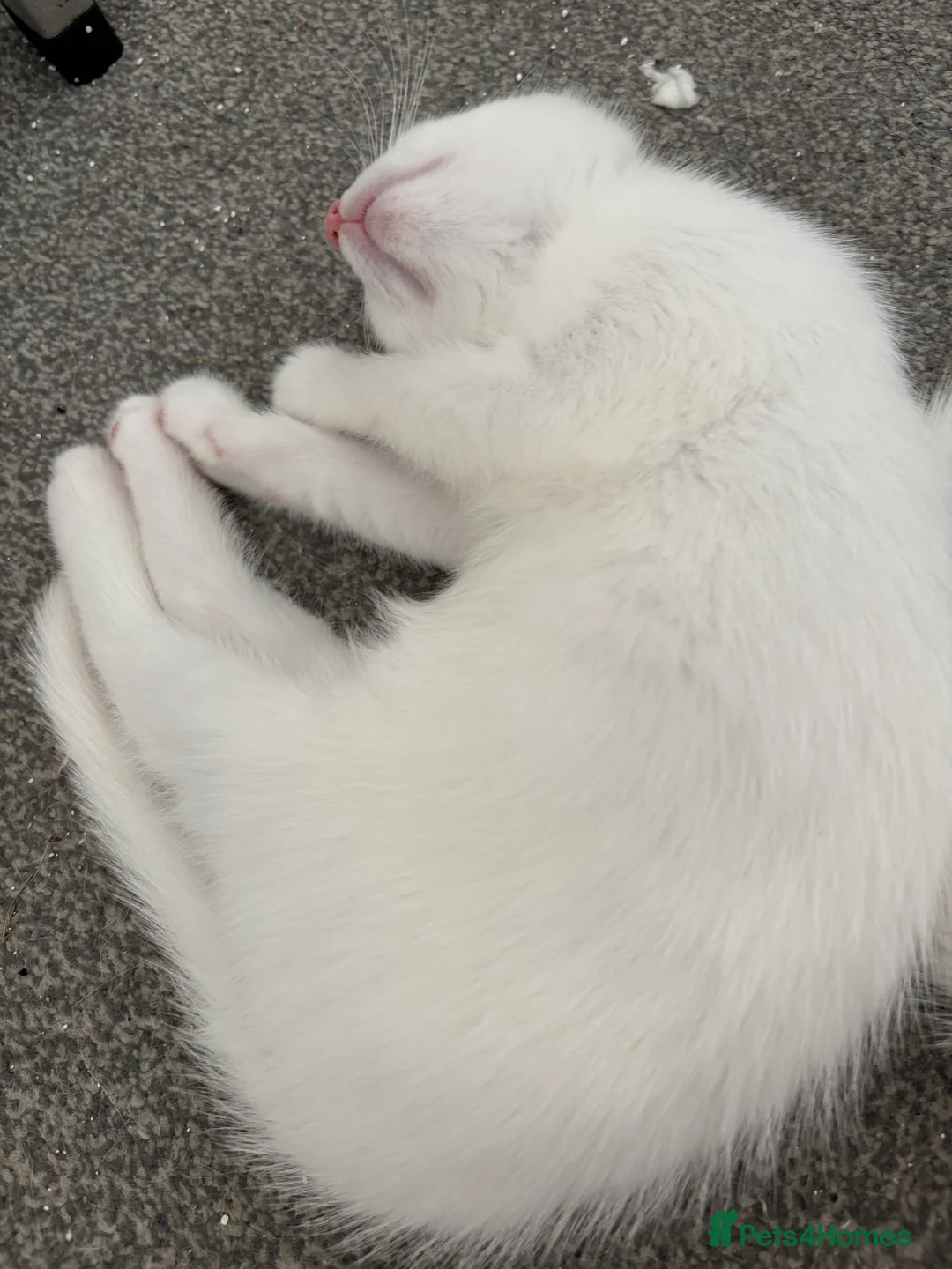Mixed Breed cats for sale: Turkish angora mixed breed  - Advert 2