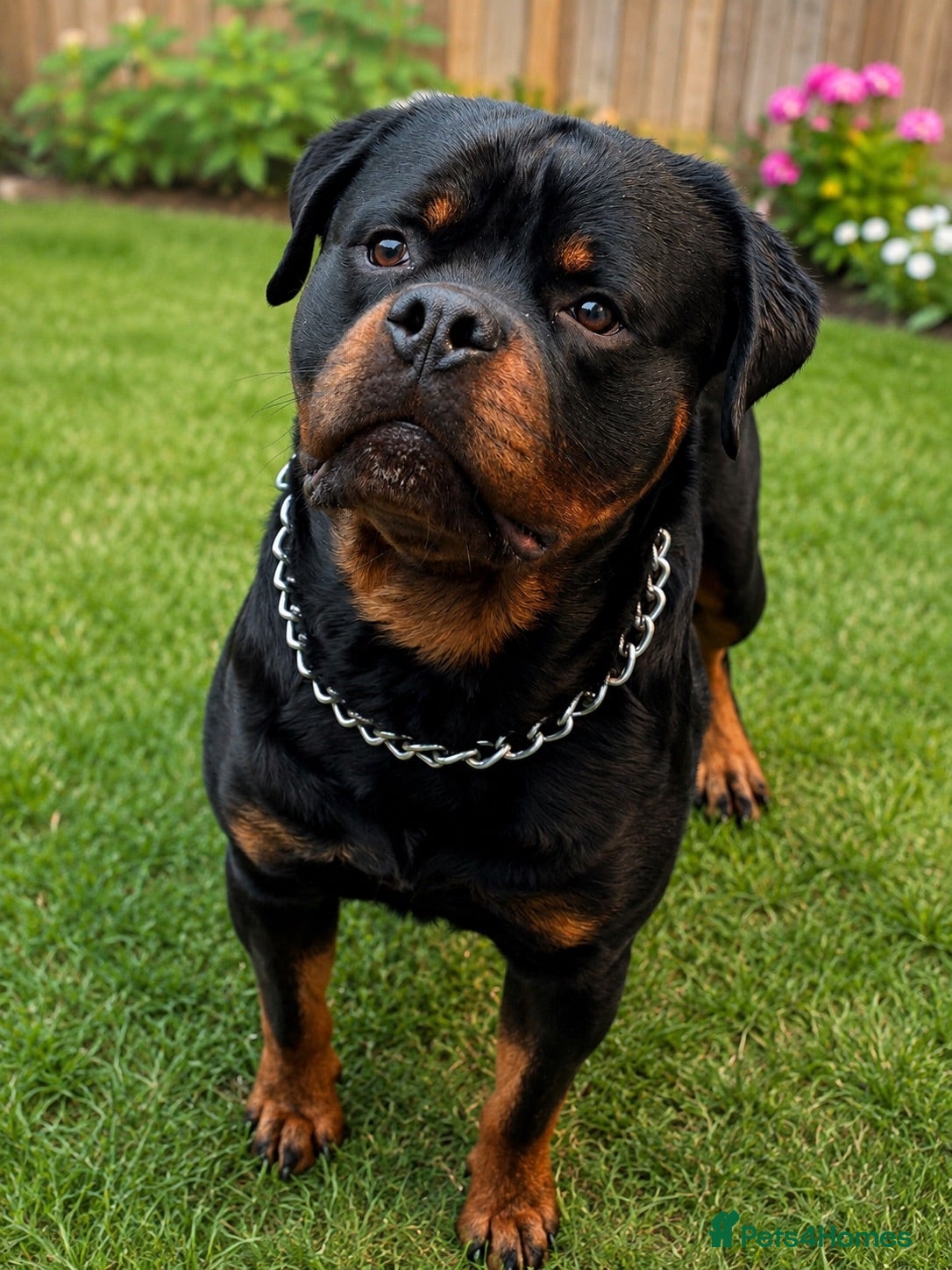 Rottweiler dogs KC REGISTERED HEALTH TESTED  - Advert 9