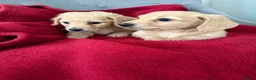 Dachshund dogs for sale: Full cream long haired miniature dachshund puppies - Advert 4
