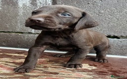 Mixed Breed dogs for sale: GWPxLabxVizsla Puppies  - Image 8