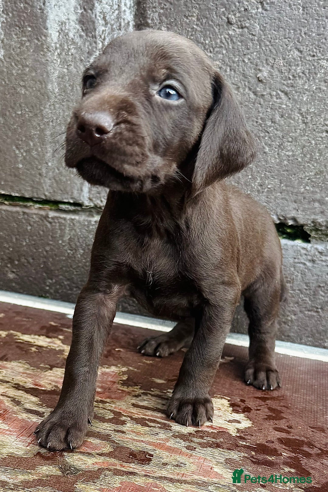 Mixed Breed dogs for sale: GWPxLabxVizsla Puppies  - Image 8