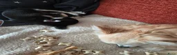 Chihuahua dogs for sale:  Beautiful tricoloured puppy in Bridgend - Advert 7