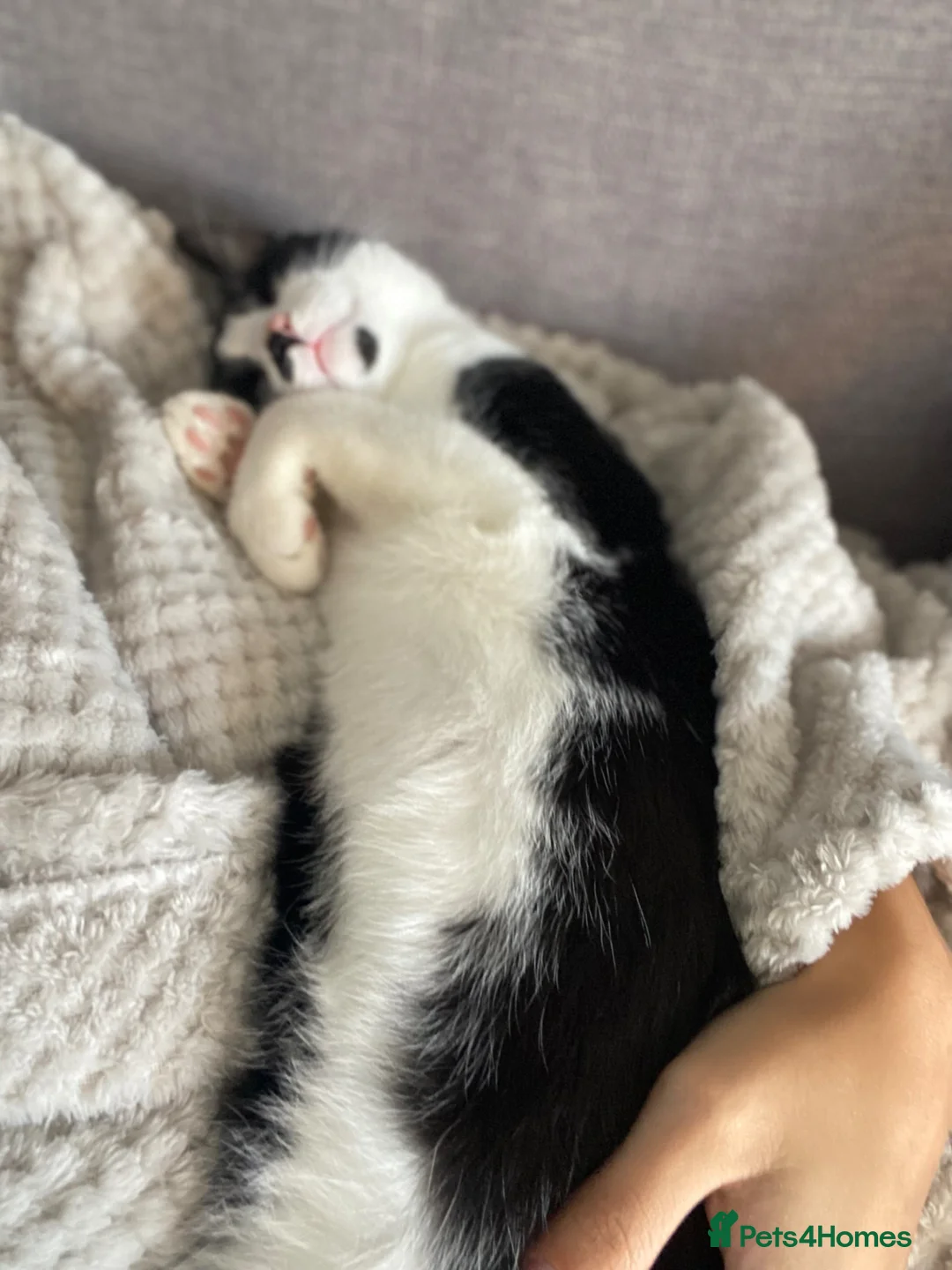 British Shorthair cats for sale: 11 month old cat  - Advert 6