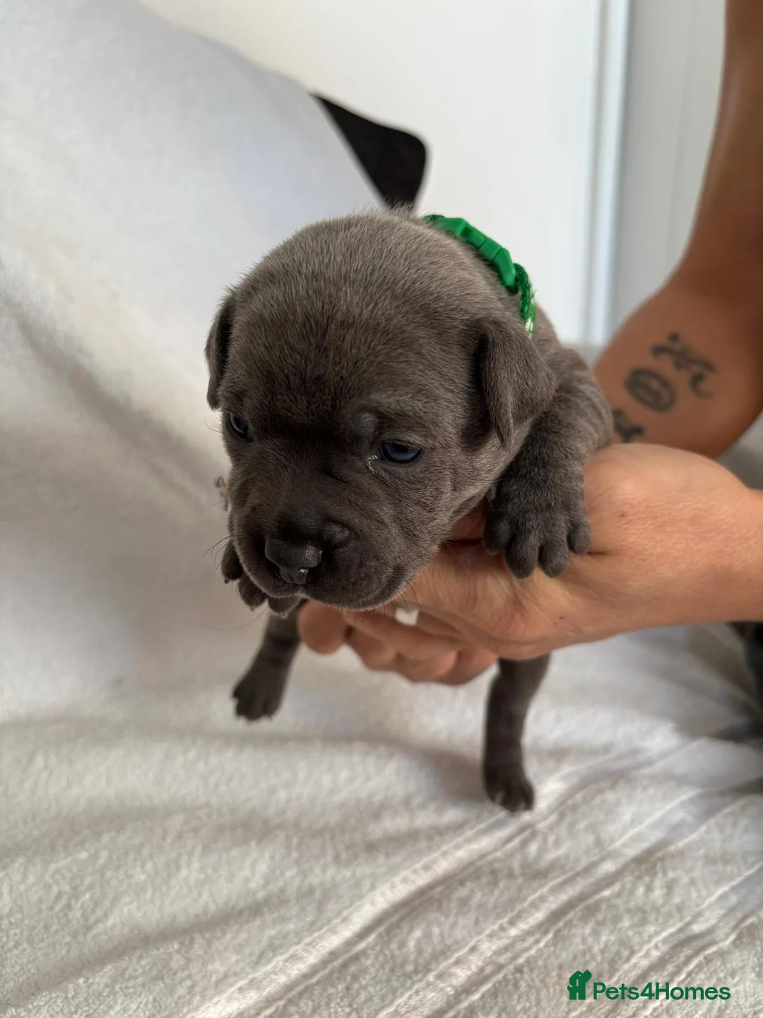 Staffordshire Bull Terrier dogs for sale: Blue Staffordshire bull terrier puppies  - Advert 4
