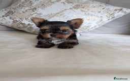 Yorkshire Terrier dogs for sale: Wonderful Yorkshire terrier puppies  - Image 3