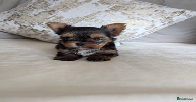 Yorkshire Terrier dogs - Advert 8