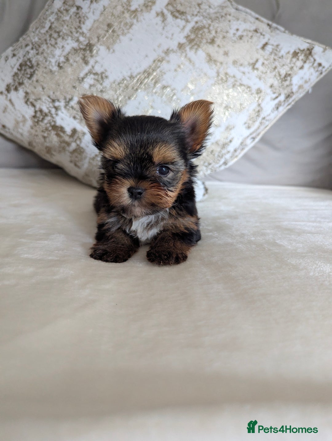 Yorkshire Terrier dogs for sale: Wonderful Yorkshire terrier puppies  - Image 3
