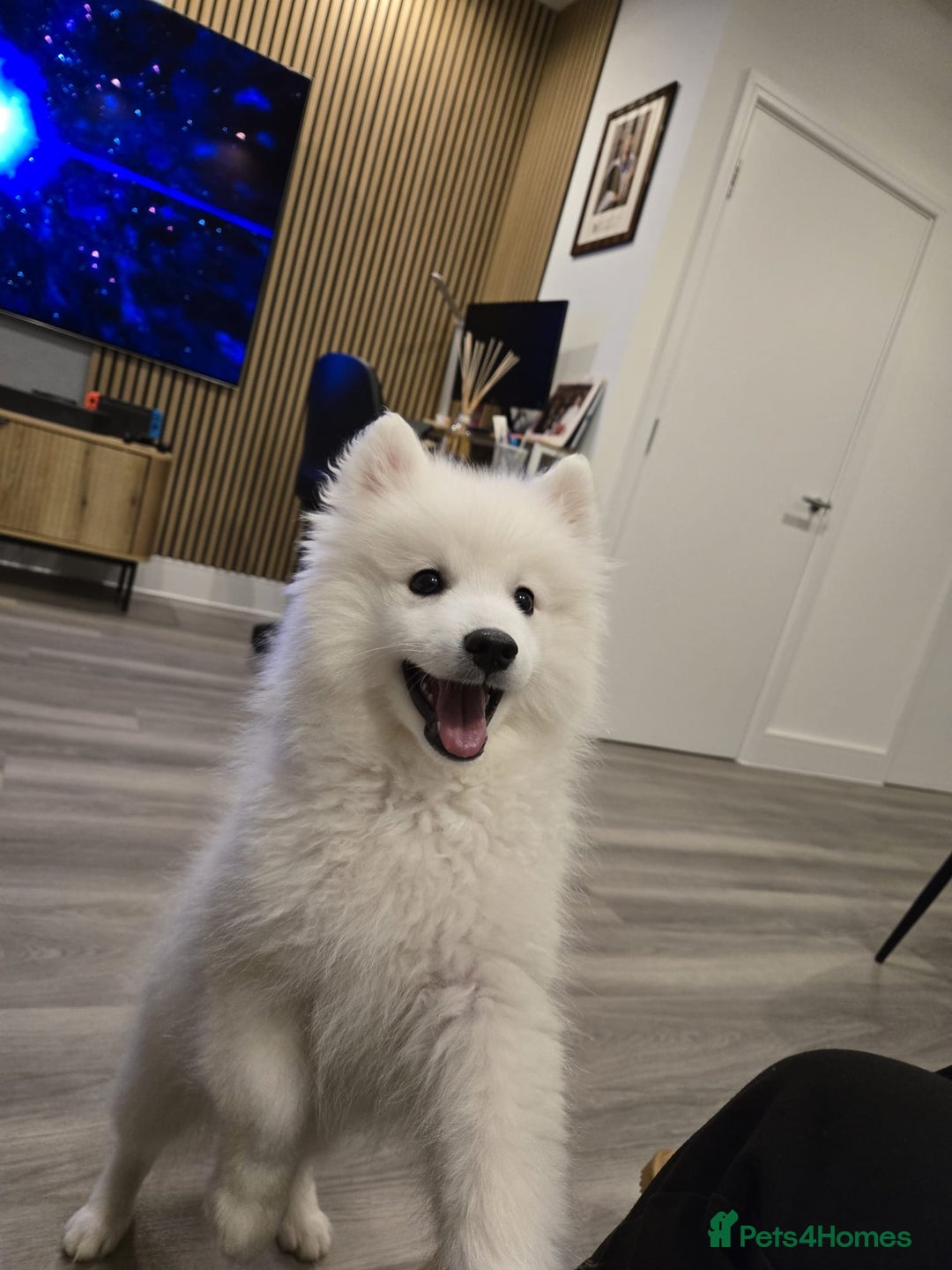Japanese Spitz dogs for stud: Healthy Japanese Spitz KC Registered Male for Stud - Advert 13